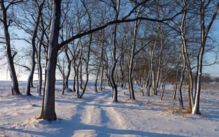 Обои зима, снег, деревья