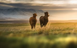 Картинка лошади, поле, животные, природа