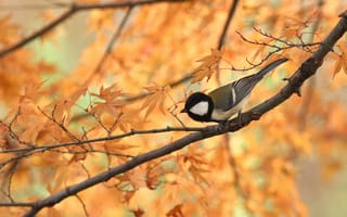 Картинка птица, боке, осень, стебель, листья, ветка