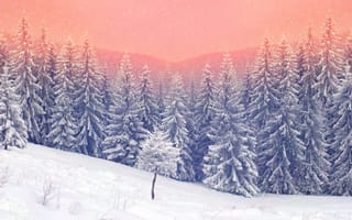 Картинка winter, nature, елка, снег, лес, зима, snow, снежинки