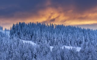 Картинка зима, закат, лес