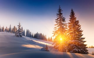 Обои Зима, Рассвет, Природа, Деревья, Лучи, Ель, Закат, Снег