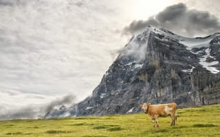 Картинка корова, природа, гора