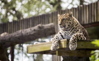 Картинка амурский леопард, дикая кошка, хищник, отдых, лапы, морда