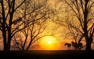 Обои закат, природа, кони