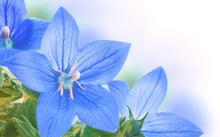 Картинка цветы, голубые цветочки, листики