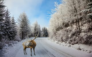 Картинка зима, фотошоп, олень, снег, поворот, рога, деревья, лес, дорога