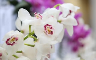 Картинка цветы, орхидеи, orchids, flowering, цветение, flowers