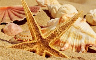 Картинка ракушки, лето, песок, морская звезда