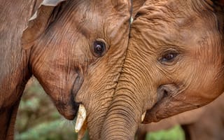 Картинка слоны, природа, Африка