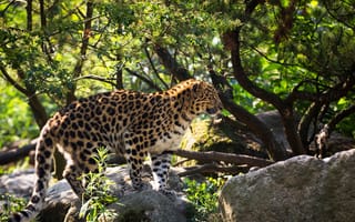 Картинка амурский леопард, хищник, поза, мех, дикая кошка, профиль, пятна