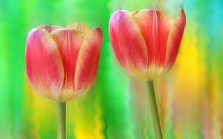 Картинка тюльпаны, природа, стебель, лепестки