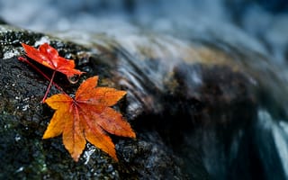 Картинка листья, осень, река, природа