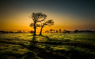 Картинка закат, поле, деревья