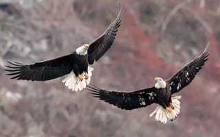 Картинка Bald Eagles, птицы, природа