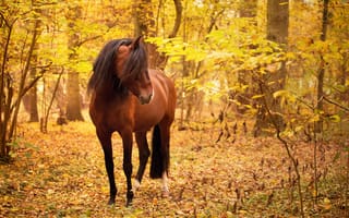 Картинка конь, осень, природа