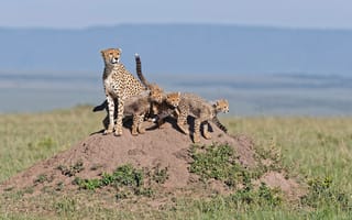 Картинка гепарды, семья, трава, детёныши, кошки, холм, семейство