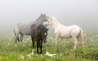 Обои кони, туман, поле