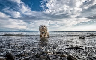 Картинка собака, взгляд, друг, вода, природа