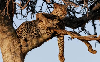 Картинка леопард, отдых, дерево, кошка