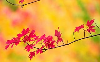 Картинка листья, клен, ветка, природа, осень
