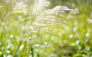 Картинка трава, растение, зелень, макро, поляна, пушистый, свет, белый, природа, ветер, колосок