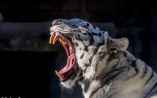 Картинка белый тигр, зевает, дикая кошка, хищник, зоопарк, пасть, морда, клыки, язык