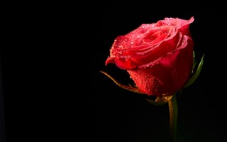 Картинка цветок, роза