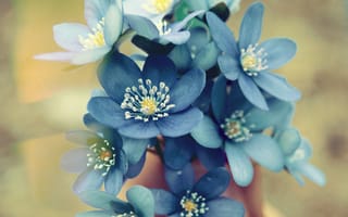 Картинка цветы, голубые, лепестки