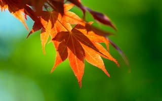 Картинка Макро, клен, осень, ветки, листья