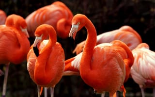 Картинка American Flamingos, природа, птицы