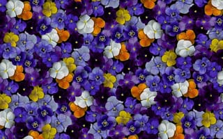 Картинка color, фиалки, цветы, цветные, flowers, violet