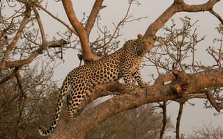 Обои леопард, на дереве, хищник, грация, дикая кошка, Африка