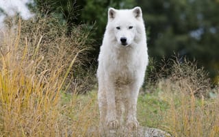 Картинка белый волк, наблюдение, хищник