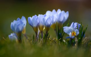 Картинка крокус, шафран, голубой, весна