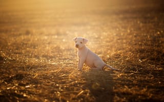 Картинка собака, свет, поле, щенок