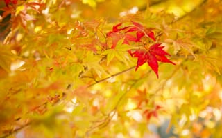 Картинка листья, природа, цвет, осень