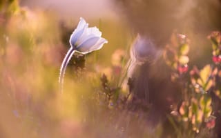 Картинка Anémone alpine, цветок, природа