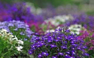 Обои цветы, размытость, фиолетовые, клумбы, лиловые, сиреневые, растения, лобелия, белые