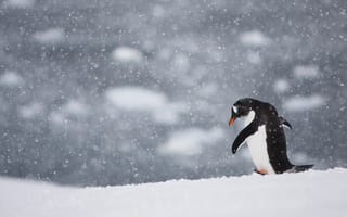 Картинка птица, пингвин, снег