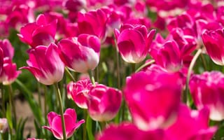 Картинка тюльпаны, розовые, бутоны