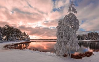Обои озеро, дерево, зима