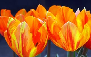 Картинка тюльпаны, весна, лепестки, макро
