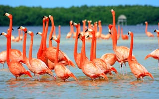 Обои птицы, фламинго, розовые, в воде