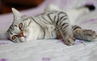 Картинка pose, bed, cat
