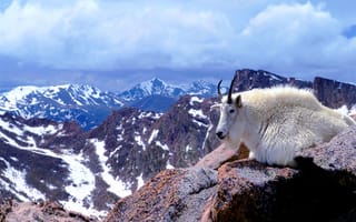 Картинка горный козел, шерсть, гора Эванс, США, Колорадо, рога