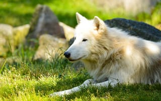 Картинка белый волк, лето, хищник, отдых, лежит, морда, профиль