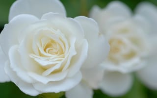 Картинка роза, лепестки, белая, цветок, макро, бутон