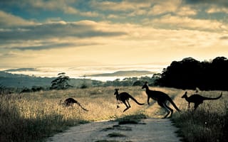 Картинка Kangaroo, hills, road, australia