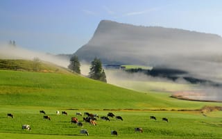 Картинка небо, коровы, трава, туман, луг, горы